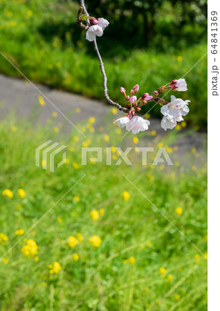 春の川沿いに咲く桜と菜の花【福岡県行橋市】 64841369