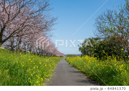 春の川沿いに咲く桜と菜の花【福岡県行橋市】 春の川沿いに咲く桜と菜の花【福岡県行橋市】 64841370