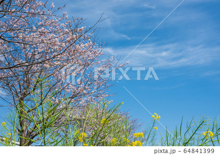 春の川沿いに咲く桜と菜の花【福岡県行橋市】 春の川沿いに咲く桜と菜の花【福岡県行橋市】 64841399