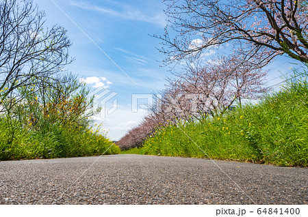 春の川沿いに咲く桜と菜の花【福岡県行橋市】 春の川沿いに咲く桜と菜の花【福岡県行橋市】 64841400
