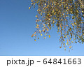 birch against the blue sky autumn. copy space. 64841663