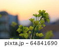 三郷　河川敷の風景 64841690