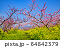 一宮桃と菜の花 一宮桃と菜の花 64842379