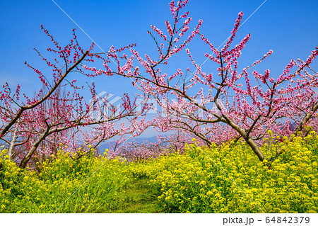 一宮桃と菜の花 64842379