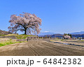 わに塚の桜と八ヶ岳 わに塚の桜と八ヶ岳 64842382