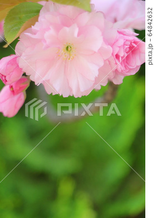 八重桜の花 64842632