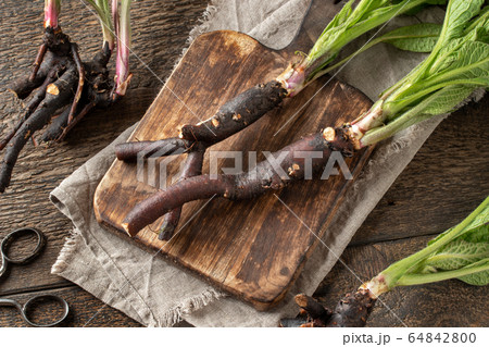 Comfrey root with young leaves collected in spring 64842800