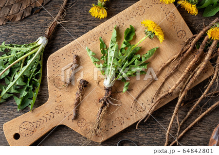 Whole dandelion plant with root, top view 64842801