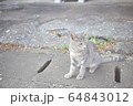 野良猫01 64843012