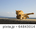 野良猫03 64843014