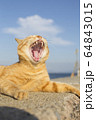 野良猫04 64843015