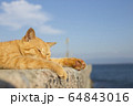 野良猫05 64843016
