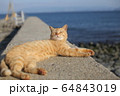 野良猫07 64843019
