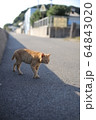 野良猫08 64843020