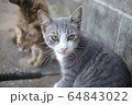 野良猫10 64843022