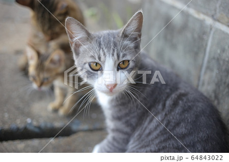 野良猫10 野良猫10 64843022
