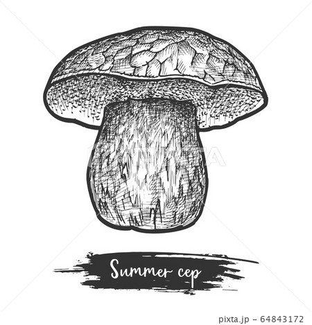 Sketch of summer cep boletus mushroom. Fungus Sketch of summer cep boletus mushroom. Fungus 64843172