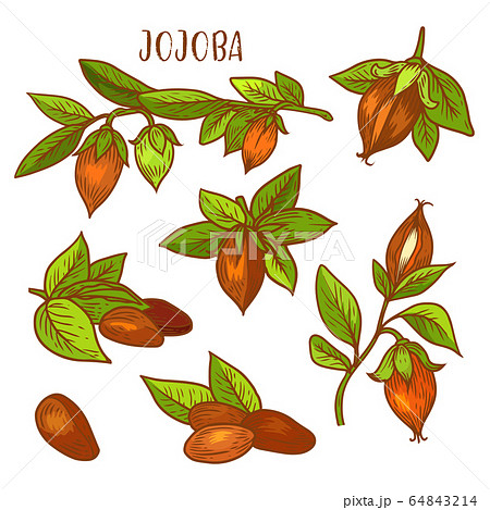 Jojoba sketch plant fruit seeds for jojoba oil 64843214