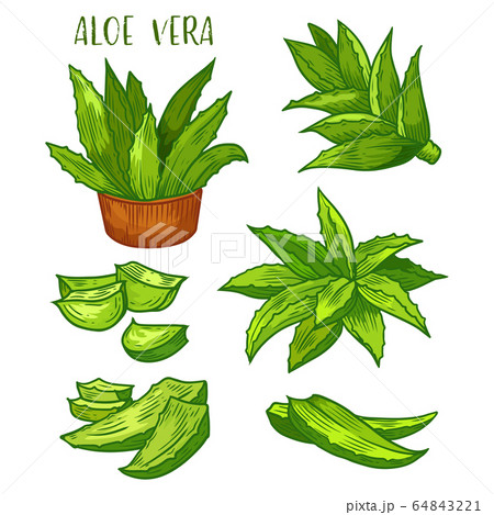 Aloe Vera Plant Leaves Sketch Line Iconsのイラスト素材