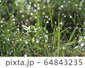 朝露　 64843235