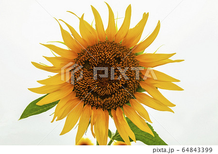 ヒマワリの顔 ヒマワリの顔 64843399