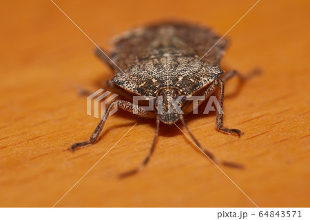 Stink bug closeup Stink bug closeup 64843571