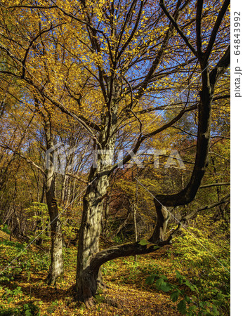 Autumn in Ojcow National Park, Poland 64843992