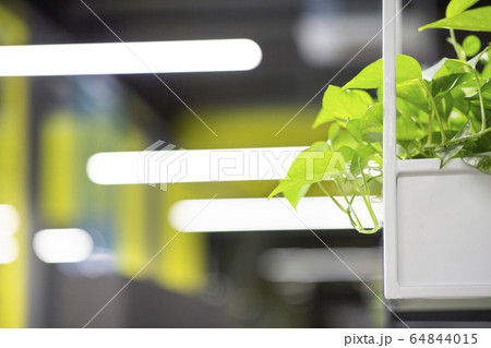 Green natural plants decorating shelves in modern office Green natural plants decorating shelves in modern office 64844015