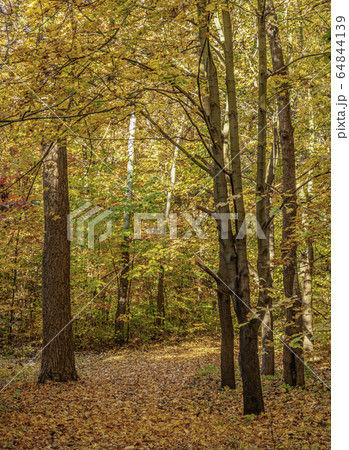 Forest at Polish Jura Forest at Polish Jura 64844139