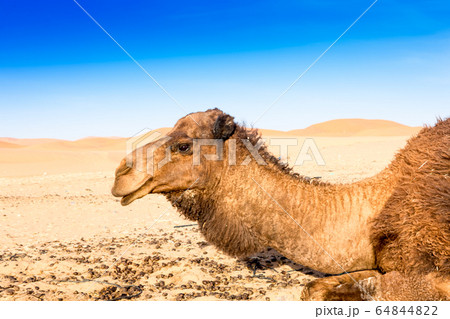 Merzouga in the Sahara Desert in Morocco 64844822