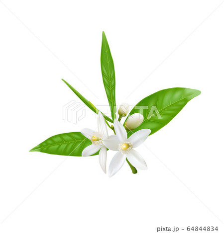 Orange flowers vector illustration Orange flowers vector illustration 64844834