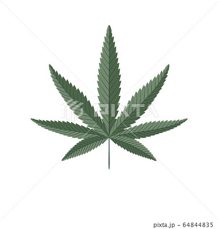 Cannabis green leaf vector illustration 64844835