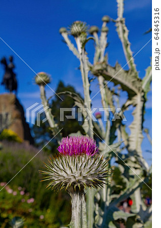 Closeup shot of Milk Thistle blossom Closeup shot of Milk Thistle blossom 64845316