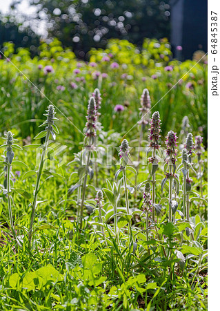 Closeup shot of woolly hedgenettle blossom Closeup shot of woolly hedgenettle blossom 64845387