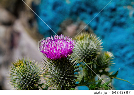 Closeup shot of Milk Thistle blossom 64845397