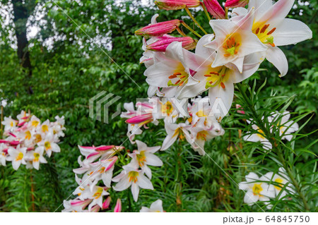Close up shot of some lily flower blossom in the 64845750