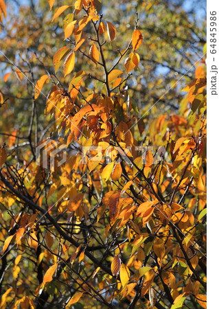 長州緋桜の紅葉 長州緋桜の紅葉 64845986