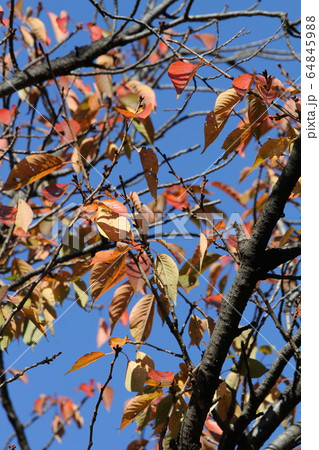 長州緋桜の紅葉 長州緋桜の紅葉 64845988