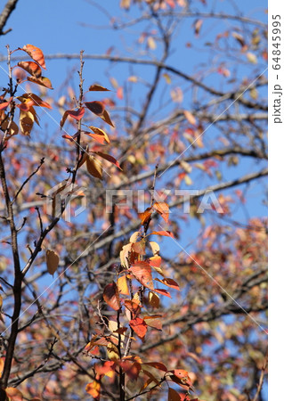 長州緋桜の紅葉 長州緋桜の紅葉 64845995