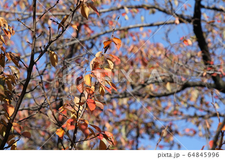 長州緋桜の紅葉 長州緋桜の紅葉 64845996