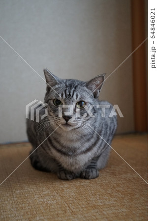 香箱座りのサバトラ猫 香箱座りのサバトラ猫 64846021