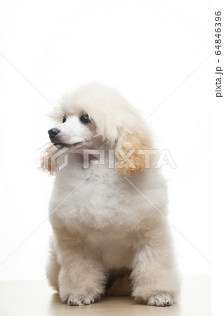 image of dog white background  64846396
