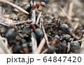 Ant army and society, teamwork. Red ant Formica rufa moving in anthill, social insects, labour division. Marco, many insects as ant background. 64847420