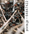 Ant army and society, teamwork. Red ant Formica rufa moving in anthill, social insects, labour division. Marco, many insects as ant background. 64847422