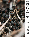 Ant army and society, teamwork. Red ant Formica rufa moving in anthill, social insects, labour division. Marco, many insects as ant background. 64847423