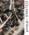 Ant army and society, teamwork. Red ant Formica rufa moving in anthill, social insects, labour division. Marco, many insects as ant background. 64847425