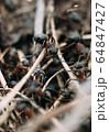 Close up view onto big forest fire ants that working, running building the anthill. Three ants in center of photo are communicating to each other with touch 64847427