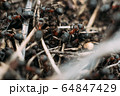 Ant army and society, teamwork. Red ant Formica rufa moving in anthill, social insects, labour division. Marco, many insects as ant background. 64847429