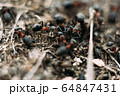Lots of ants in an anthill. In total chaos, ants run in an anthill. macro shoot. 64847431