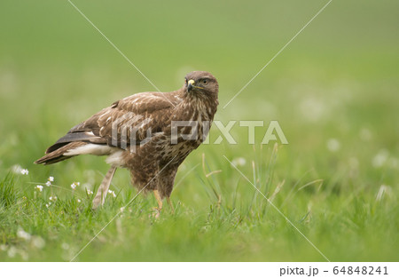 Common buzzard Common buzzard 64848241
